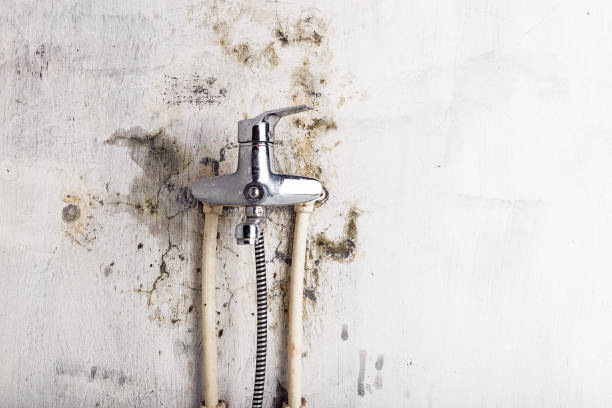 Mold Testing and Removal in Fulton, IL