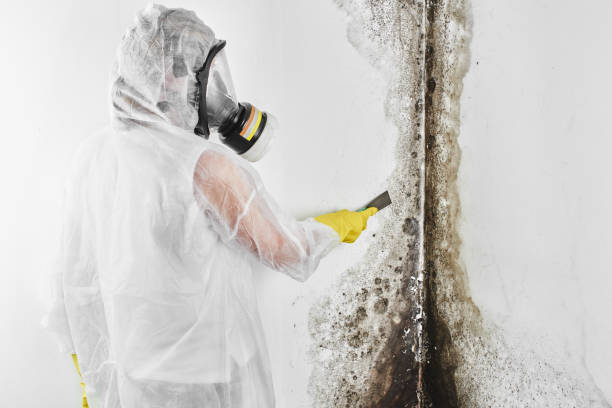 Best Certified Mold Removal  in Fulton, IL