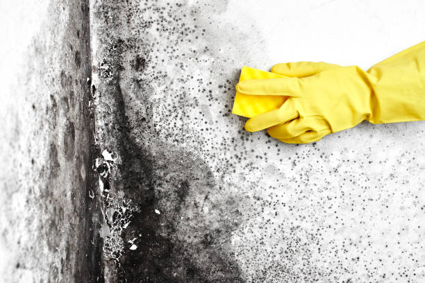 Water Damage Restoration in Fulton, IL