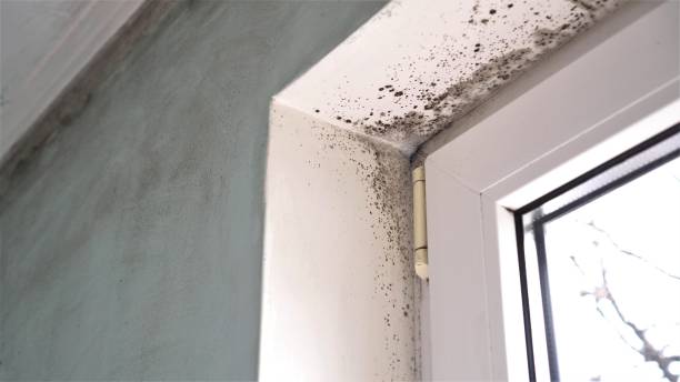 Best Mold Cleaning Services  in Fulton, IL
