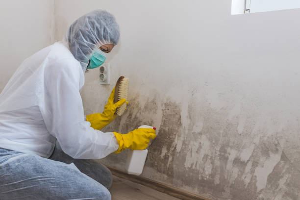Office Mold Removal Services in Fulton, IL