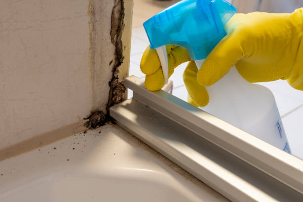 Best Mold Cleaning Services  in Fulton, IL