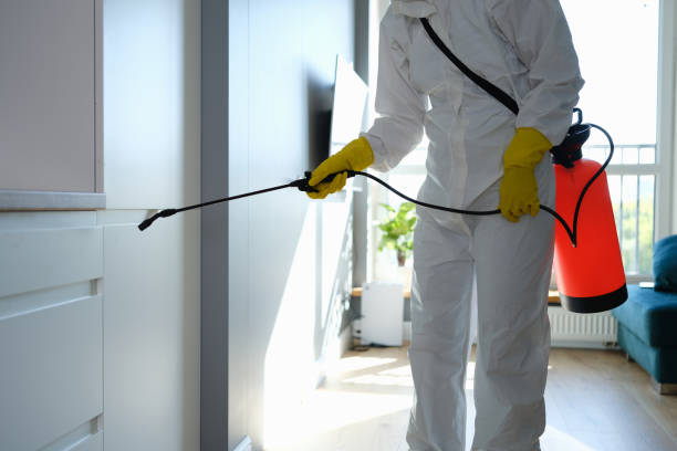 Best Local Mold Removal Service  in Fulton, IL