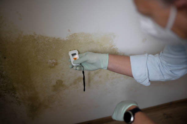Professional Mold Removal in Fulton, IL