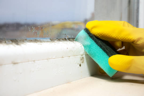 Best Mold Inspection  in Fulton, IL