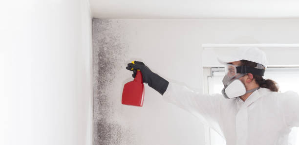 Best Certified Mold Removal  in Fulton, IL