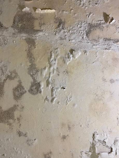 Best Home Mold Removal  in Fulton, IL
