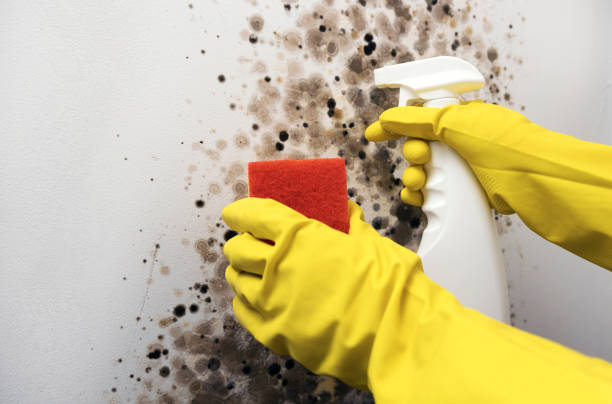 Best Emergency Mold Removal  in Fulton, IL