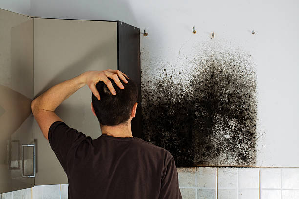 Best Commercial Mold Removal  in Fulton, IL