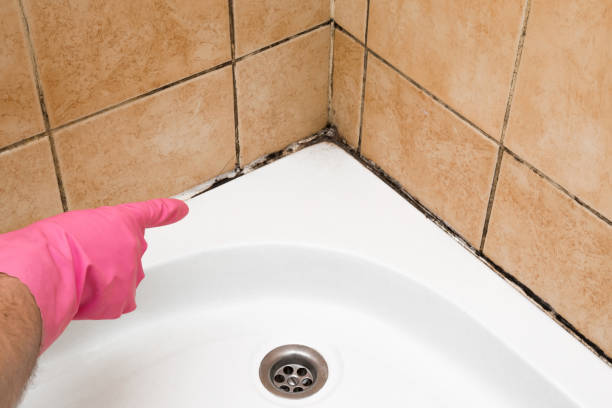 Best Mold Removal Company Near Me  in Fulton, IL