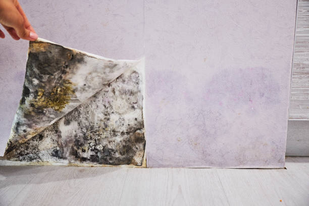 Best Mold Removal Company Near Me  in Fulton, IL